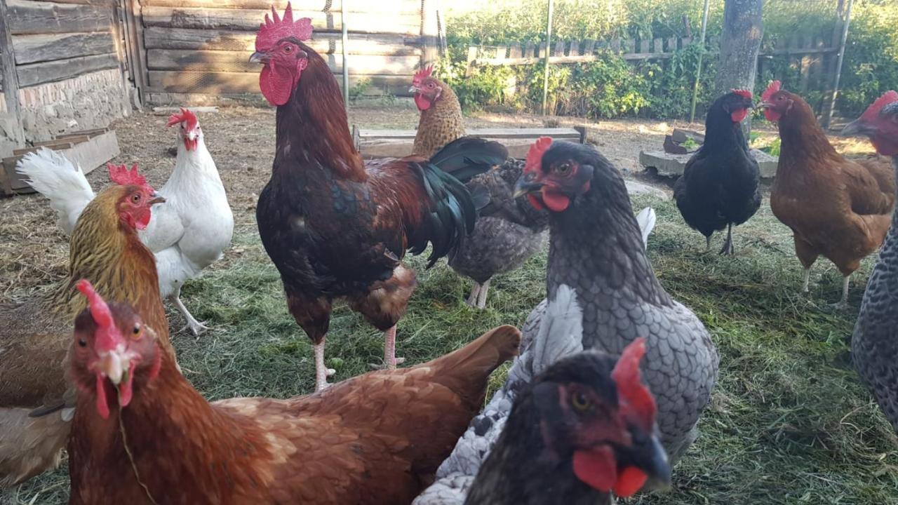 Jablkowo-Na Skraju Puszczy Boreckiej Sniadania W Cenie Jablonowo Εξωτερικό φωτογραφία