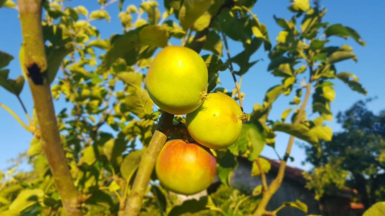 Jablkowo-Na Skraju Puszczy Boreckiej Sniadania W Cenie Jablonowo Εξωτερικό φωτογραφία